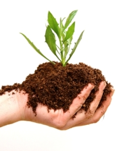 soil with green shoot